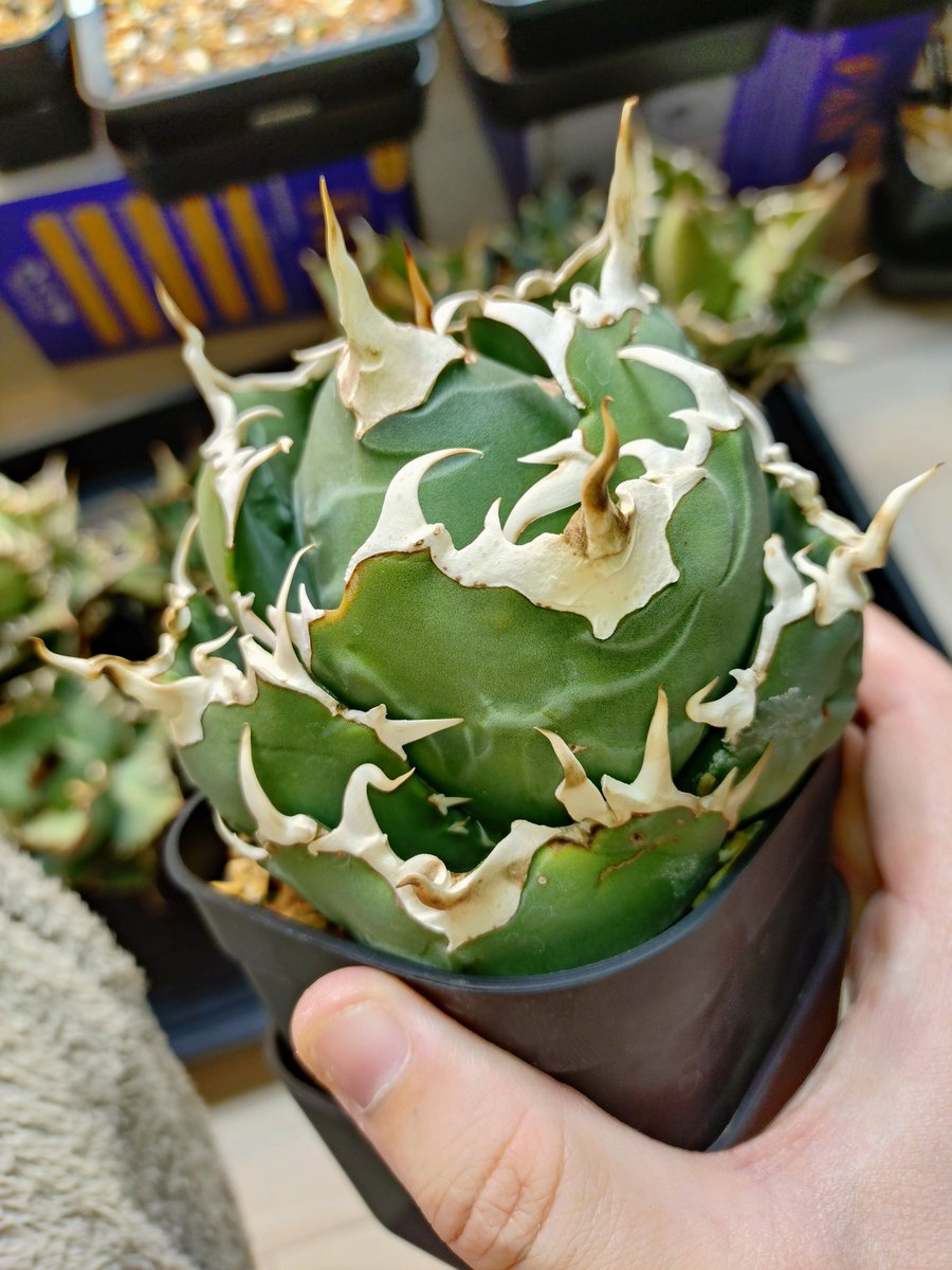 安曇野白鯨 #アガベ