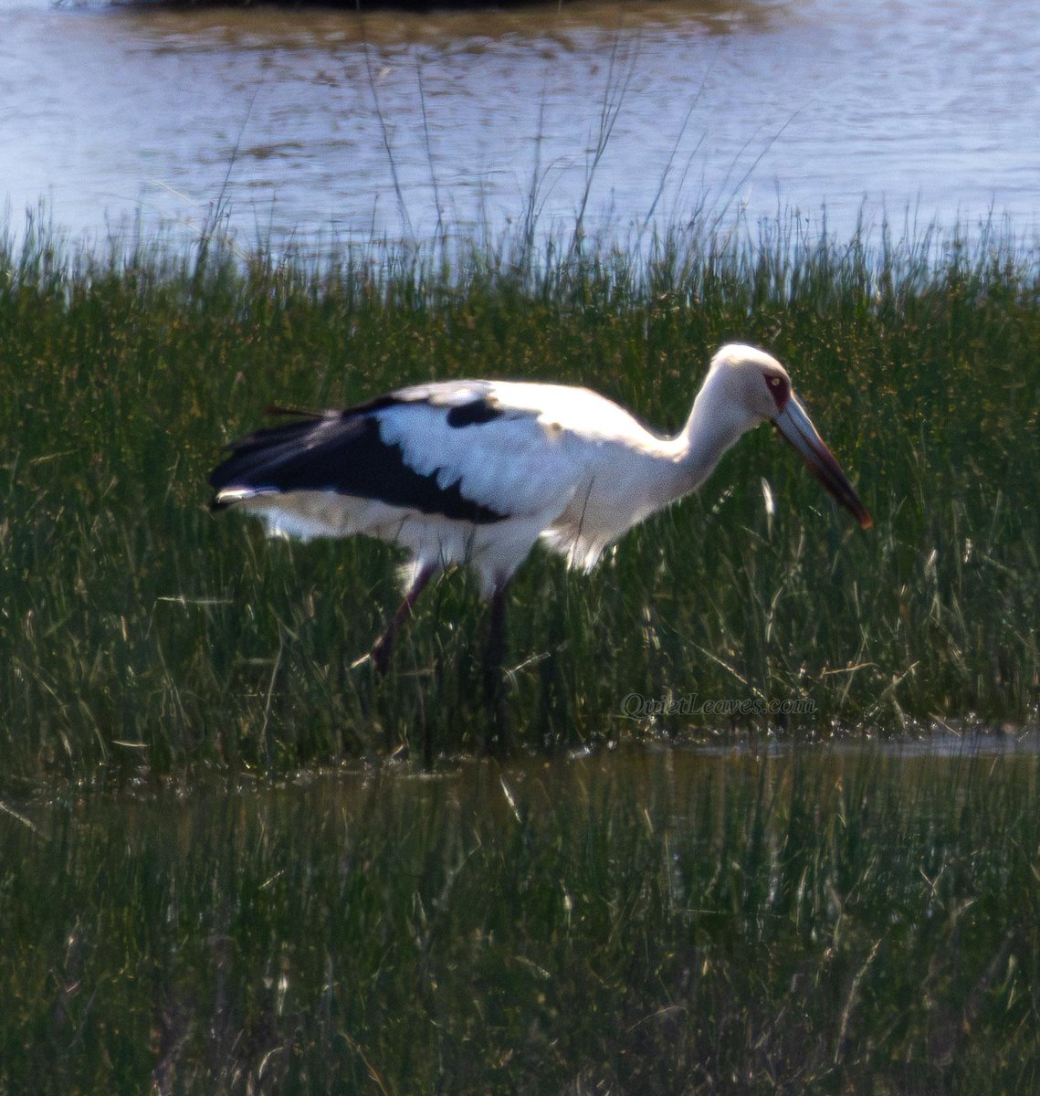 Американский аист (Ciconia maguari). 

Подпись можете придумать сами.