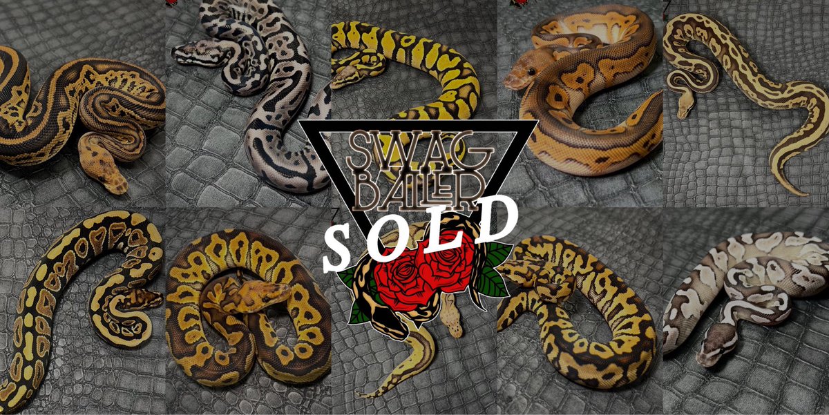 SWAGBaller0425's tweet image. 1日中、めちゃくちゃ大盛り上がりで
沢山のお迎えをしていただき、
ありがとうございました🥰❤️‍🔥

2日目の明日は…🏁💨

あまね▶︎RAMPAGE🎪
じろー▶︎栃木ロコズマーケット🌟

年内ラストのイベント出店👊🏻✨✨✨
生体数100匹越え🐍🌹

よろしくお願いいたします🚘❤️‍🔥