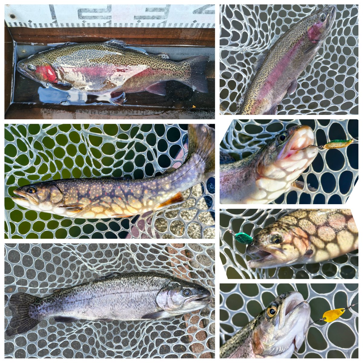 エリアトラウト