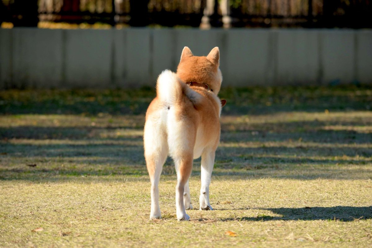 柴犬まめ (@SIBAINU_MAME) / Posts / X