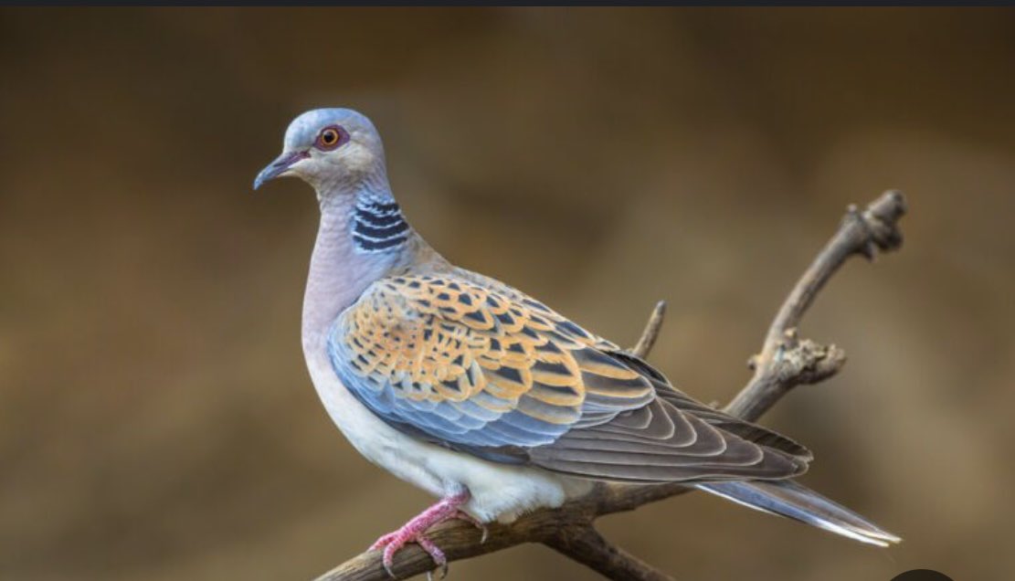 ولي حمامه ويش حدّك على النوح
خليتي العاشق بسره يبوحي

عايض