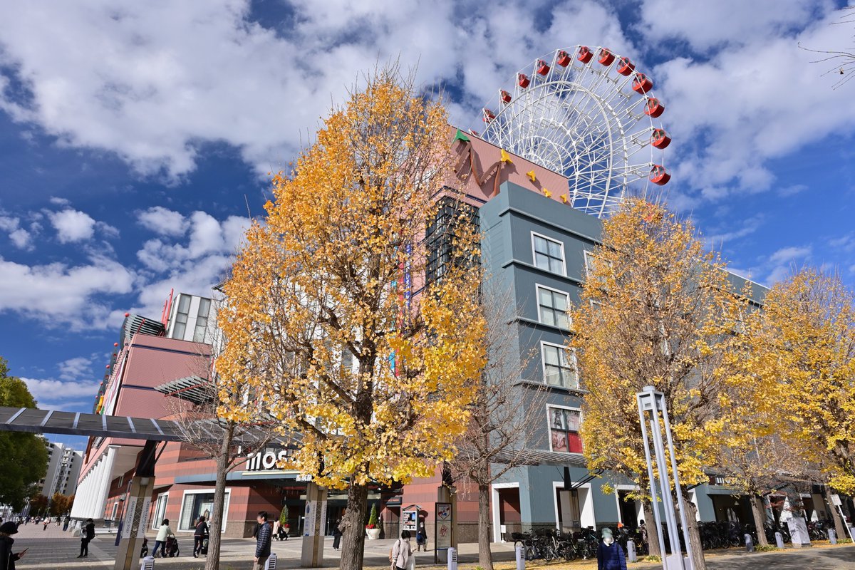 都筑かや 「センター北駅の駅前にはイチョウ並木があるよ！この季節に