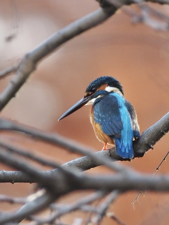 カワセミ卓鈴 今日はカワセミを観察しました