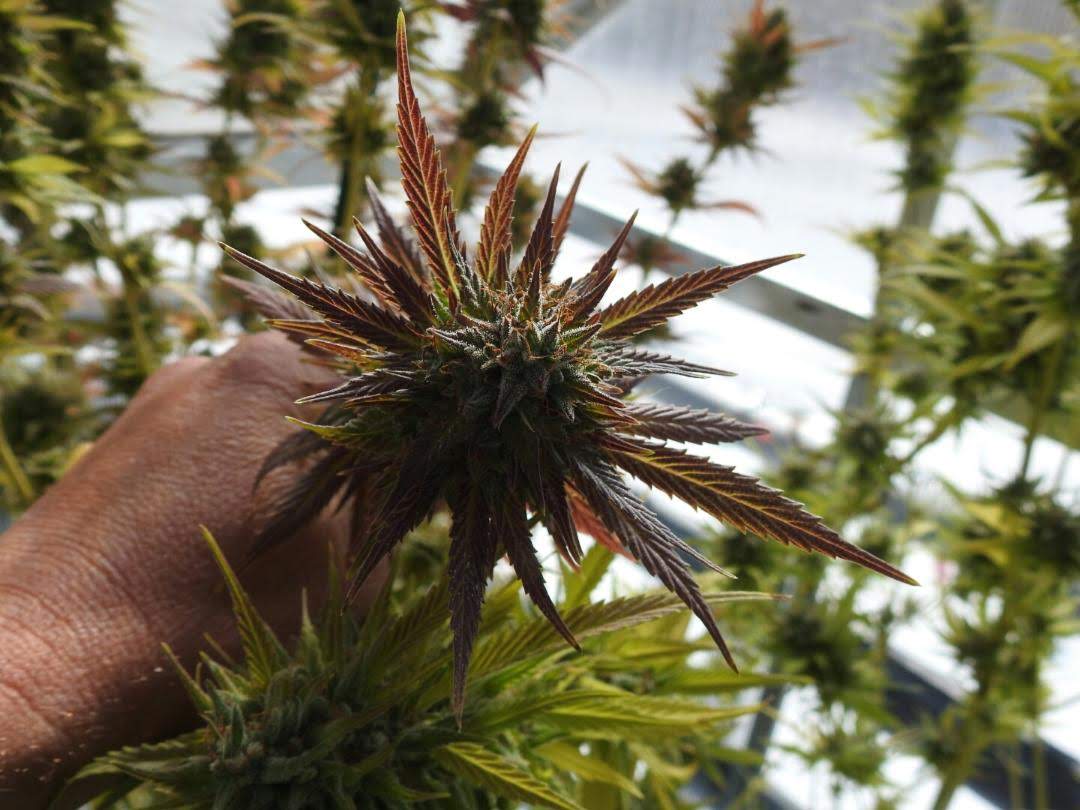 Head on over to bootlegseeds.com . the first people to bring the people seeds under a buck .take advantage of our oversized seed packs and every order gets 1 free free unreleased pack .
#710society #420daily #hightimesmagazine #everyone #followers #420Friendly #weedsmoke