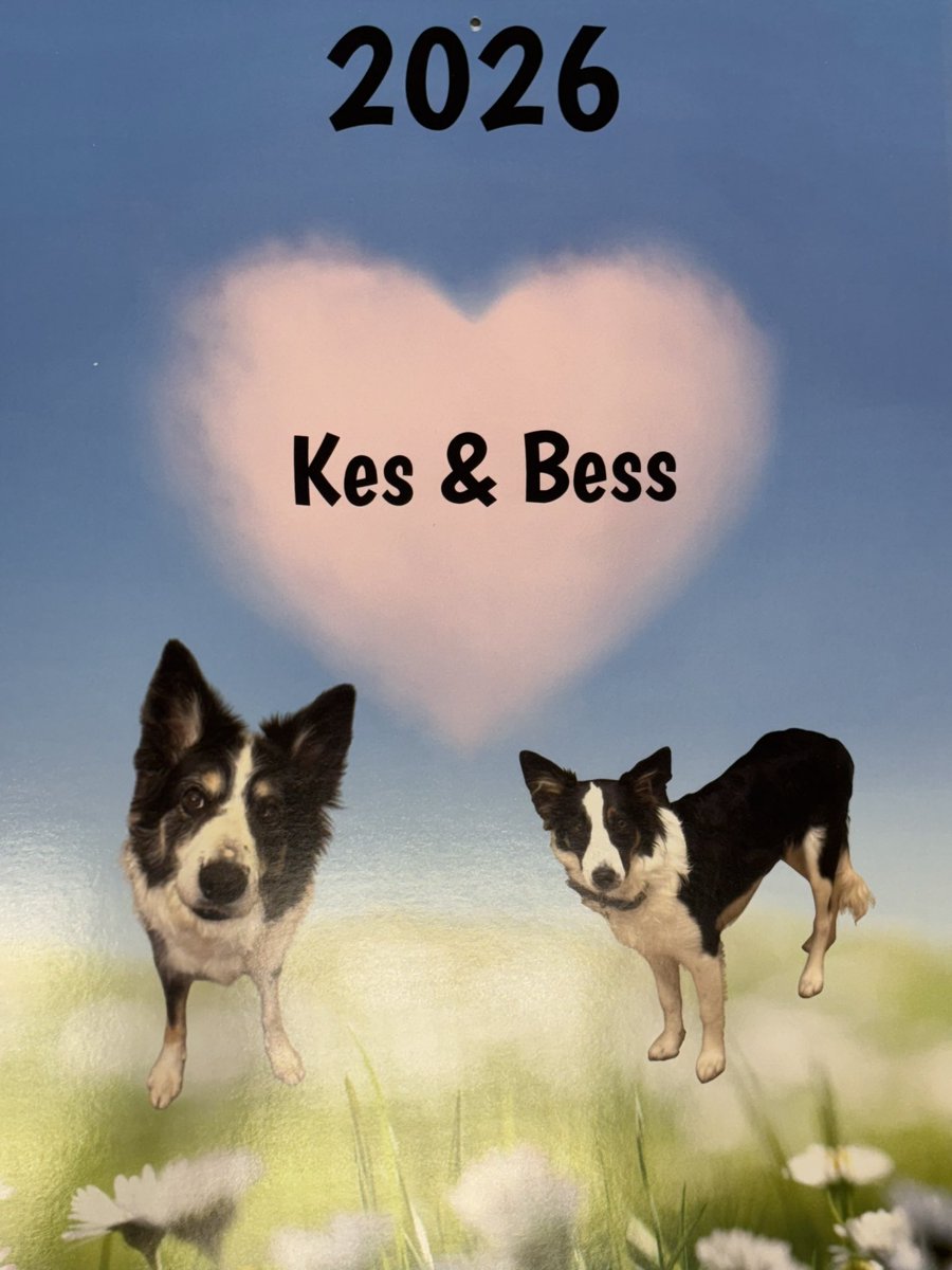 My calendar arrived! <a href="/Kesthecollie/">Puppy Bess and Auntie Kes</a> Here’s to 2026!