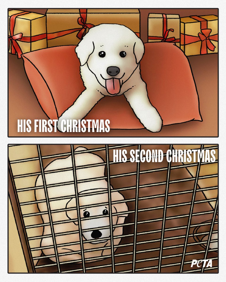 Your animal companion’s love is a gift, but it’s not just for Christmas.
Sadly, every year, countless animals who were given as presents are abandoned after the festivities – often just a few days into the new year.
Don’t ever give animals as gifts.