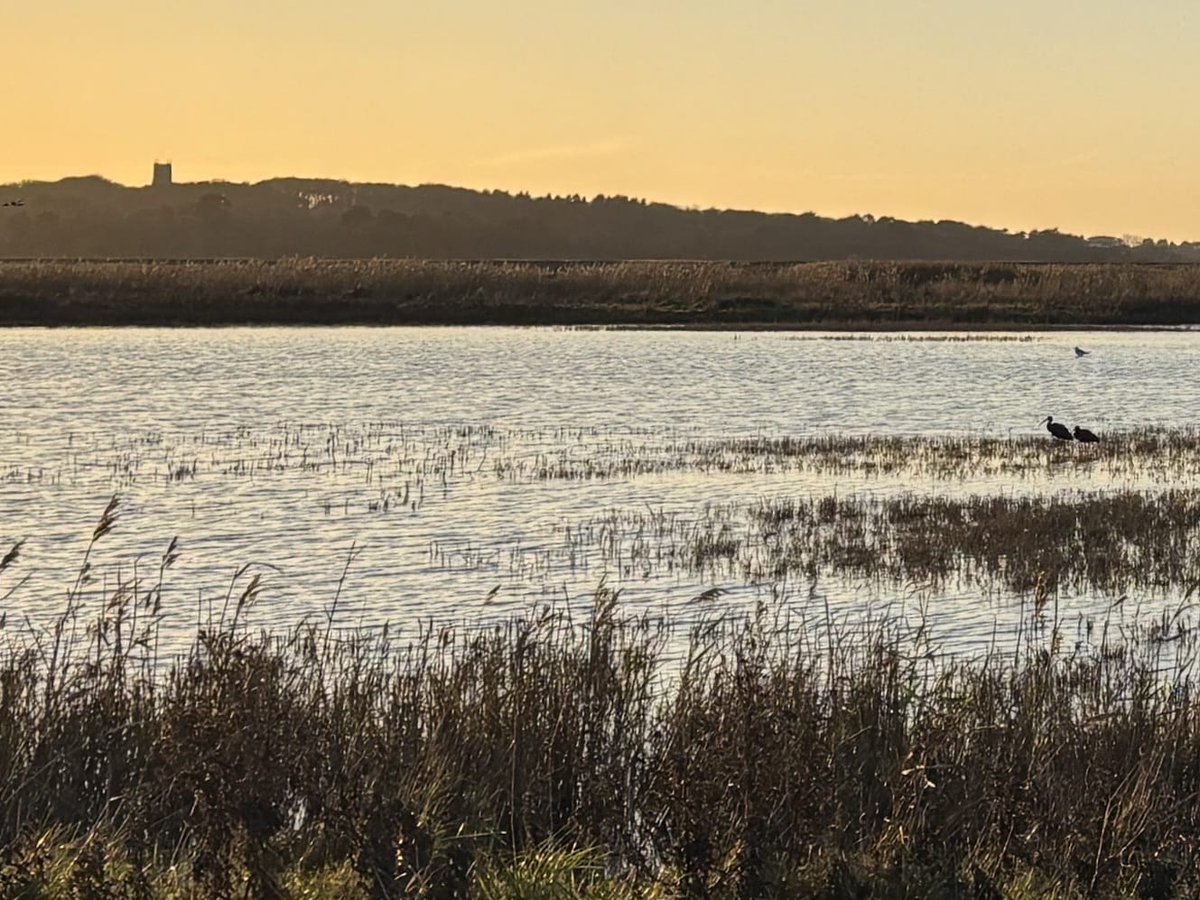 Can you spot the glossy ibises? 🔍

These beautiful heron-like birds with long, curving beaks are a scarce visitor to the UK, though records are increasing.

You might find them in wetlands or damp fields, probing the mud for food 🍽️

Cley Marshes 📍
George Baldock  📸