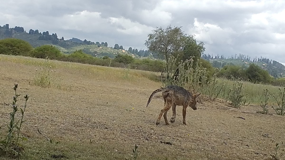 Zorro con sarna al interior de la Reserva Nacional Lago Peñuelas. ¿Causantes? las decenas de perros de libre deambular que tenemos registrados en el lugar en 9 meses de fotomonitoreo. ¿Ley de bienestar animal? ¿Bienestar para quien? La ley "Cholito" requiere urgente modificación!