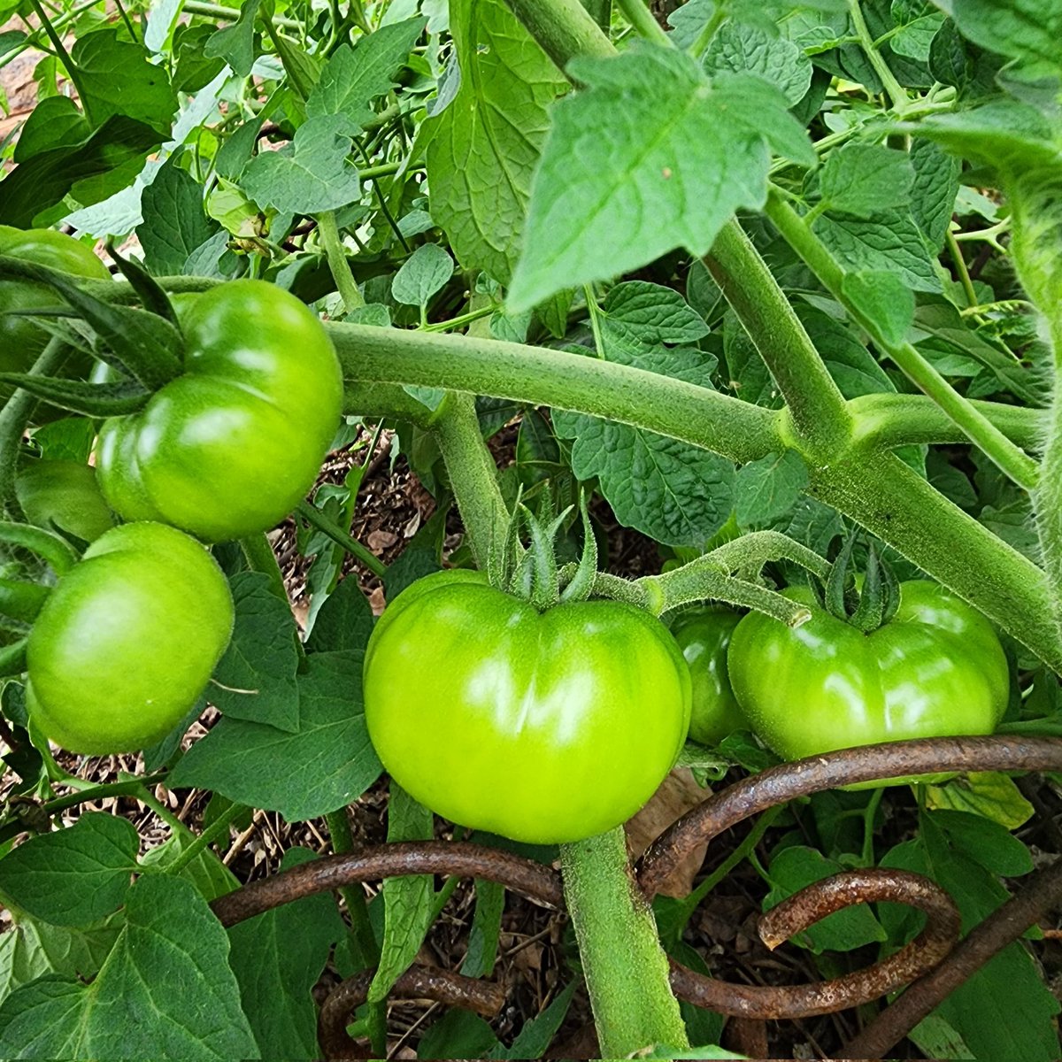 Olivia_LaGrange's tweet image. #GrowFood
#RealFood

Tomatoes coming along nicely.