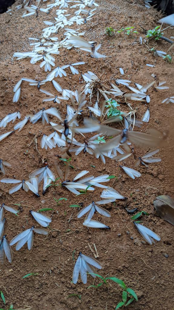 Zoom Afrika tweet media