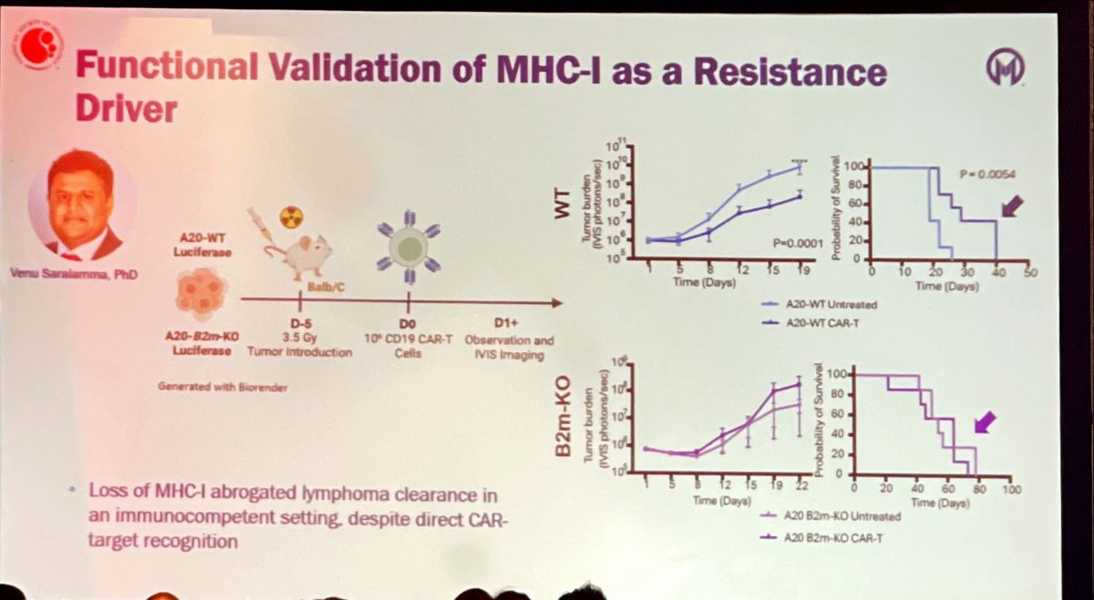 drjgauthier's tweet photo. Strong data from @DrFredLocke lab et al supporting what was up to now only intuited; namely, that non-engineered endogenous T cells contribute to CD19 CAR T efficacy. Loss of MHC-I was identified as a key resistance mechanism.
Should we look at this more systematically in the post-CAR relapse setting? 😉 Does it also predict response to bispecifics?
#ASH25 #CARTx #lymsm