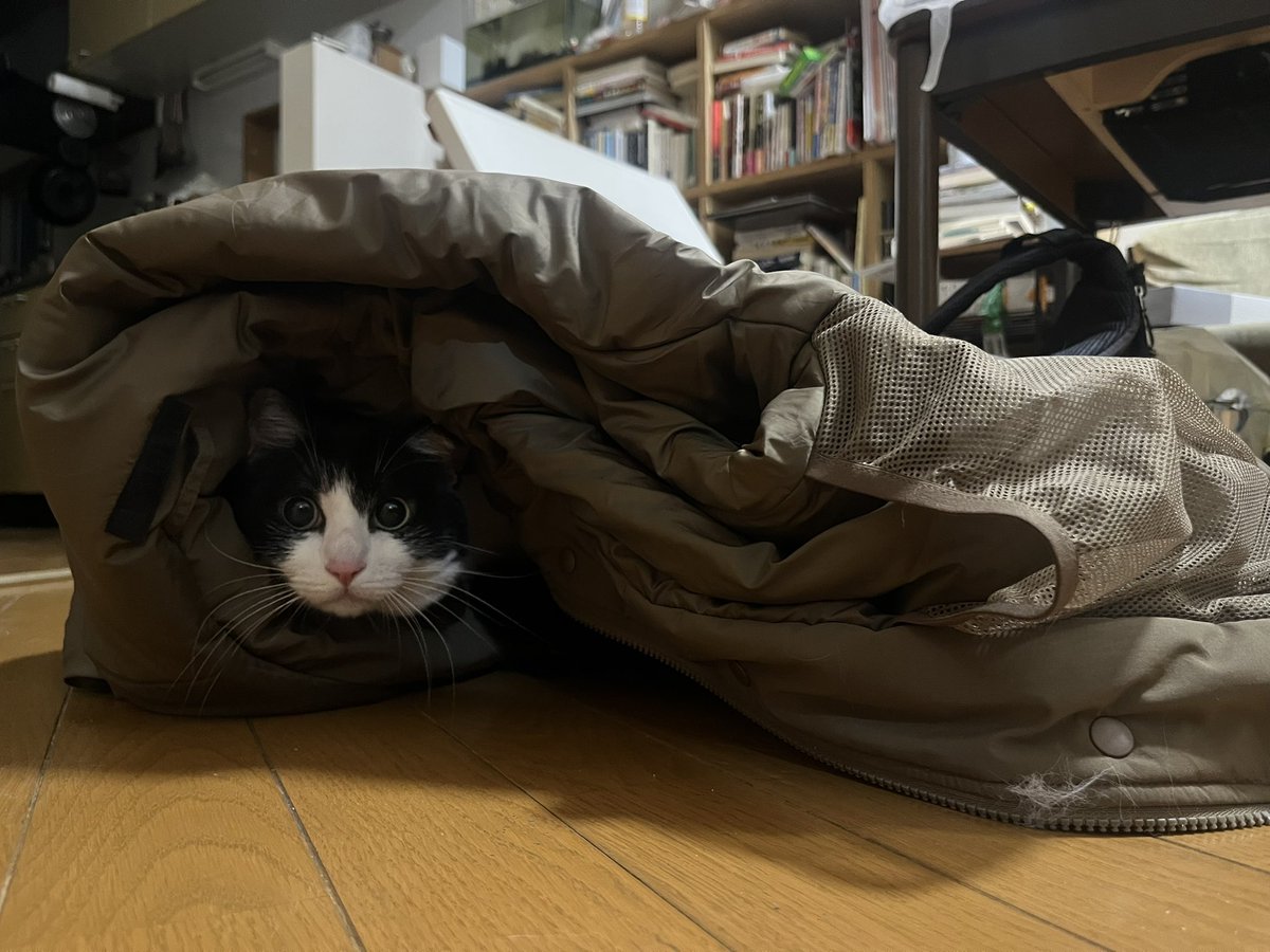 寒いのか、ワイが脱ぎ散らかした上着にIN