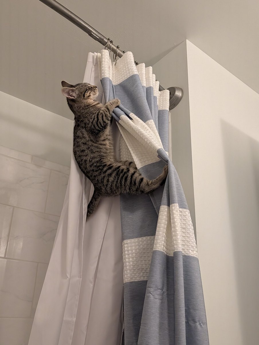 somethings_awry's tweet image. I'm powerless to stop her but this is so routine to her now that she started dozing off at the summit