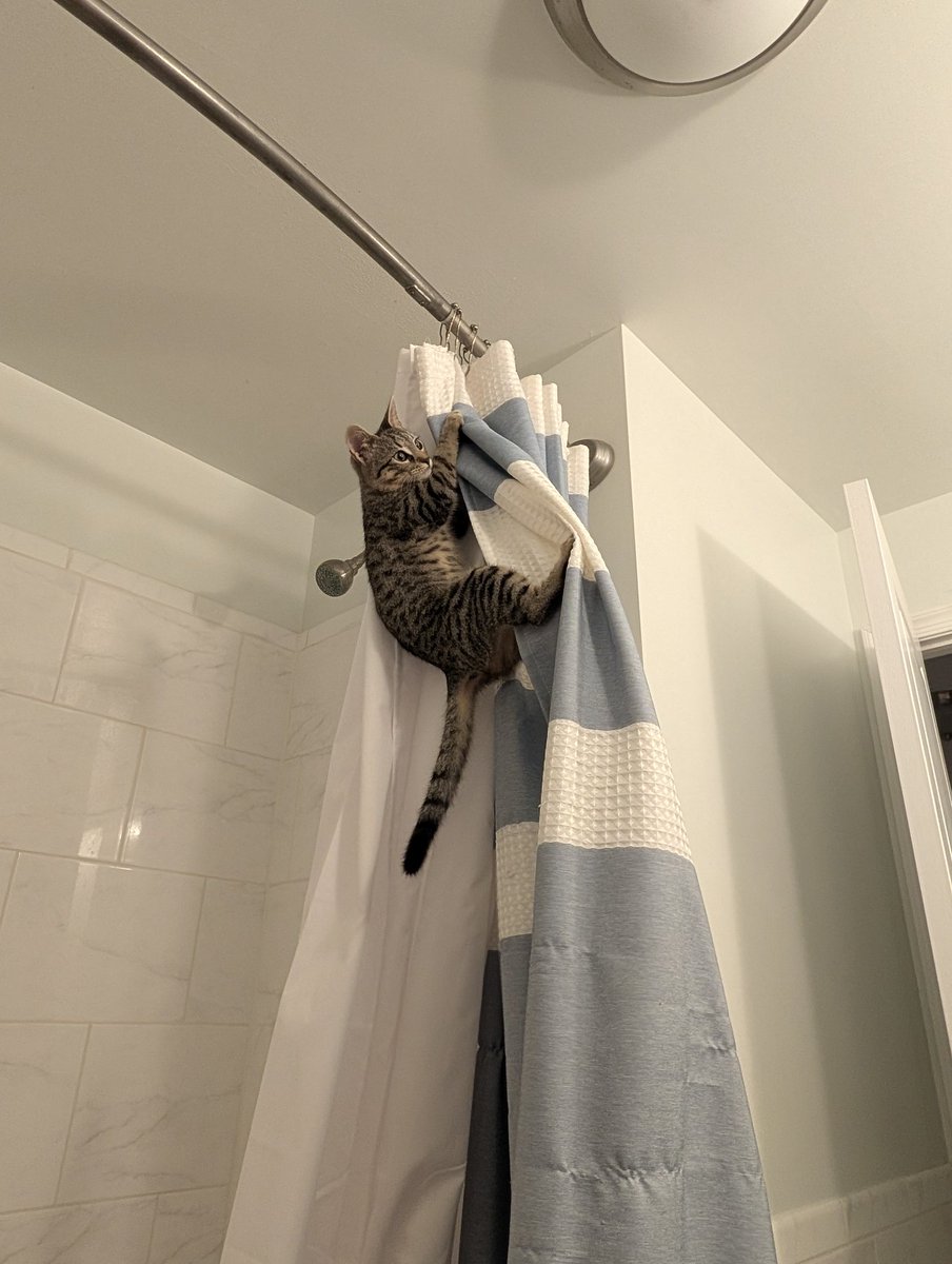 somethings_awry's tweet image. I'm powerless to stop her but this is so routine to her now that she started dozing off at the summit