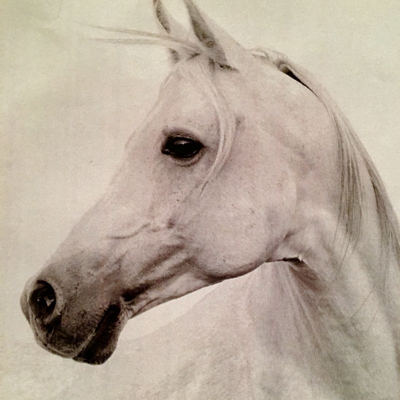 JudithSamson_F's tweet photo. We need to talk about the biggest secret in veterinary medicine.

We all say we recognize non-human animals as sentient beings.
The Canadian Veterinary Medical Association even states it outright: animals feel pleasure, pain, fear, distress.

Cool. Gold star for humanity.

BUT what we believe on paper and what we practice in real life live on two different planets.
If you’re a golden retriever with a limp?
You get orthopedic surgery, laser therapy, underwater treadmill sessions, and a custom pain-management plan.

If you’re a dairy cow with mastitis?
You get “economically justified treatment.”
Translation: only if you’re still profitable as in shape up or ship out.

We’ve mastered compassion for the animals who sleep on our couches.
We even argue against declawing cats after learning how to do it in vet school.

Meanwhile, we’ve become world-class experts at not looking too closely at the billions of animals living lives defined by confinement, pain, mutilation, and a slaughterhouse at the end.

We don’t like to say out loud:
Veterinary medicine has two tiers.

Tier 1: Dogs, cats, and some horses: where welfare, pain, and quality of life matter.
Tier 2: “Production animals”—where those same concerns are filtered through a single question: Does it affect yield ?

Horses sit in a tragic middle ground: cherished by some, disposed of by others, and quietly shipped to slaughter when they stop being “useful.”

So why are we still training vets to accept conditions for industrially farmed animals that we would never tolerate for a dog?

You can hot-brand a calf without anesthesia, it's standard practice. 
But stub out a cigarette on a dog? 
You'll be reported, prosecuted, and publicly shamed.
Same pain. Different species. Different rules.

Because our profession was built to serve two masters:
animal welfare and animal agriculture.

And when those interests collide, guess which one wins?
We teach first-year students that animals are sentient.
The next year, we send them into factory farms to learn how to keep animals “productive” in conditions we’d be reported for if we did the same to a Labrador.

We crusade against puppy mills for keeping dogs in cages. 
Then we graduate vets to manage sow stalls where pigs can't even turn around.

We say animals deserve a life worth living.
We graduate vets who ensure animals survive just long enough to be profitable.

The cognitive dissonance isn’t subtle.
It’s massive.

I became a vet because I care about animals. All of them.
So why does my profession continue to teach me that some of them don't count?