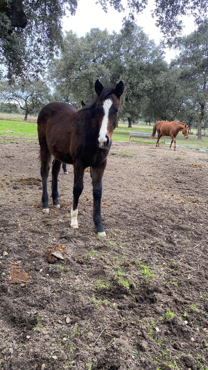 Potro  nacido el 16 de abril por The Grey Gatsby y Arribia (Soldier Hollow)
La primera y segunda foto son del 27 de noviembre. 
La tercera y cuarta foto son de hoy 6 de diciembre.
El potro crece y se desarrolla con normalidad cada vez esta mas grande y fuerte. <a href="/OutsiderBl/">Francisco E. Bernal</a>