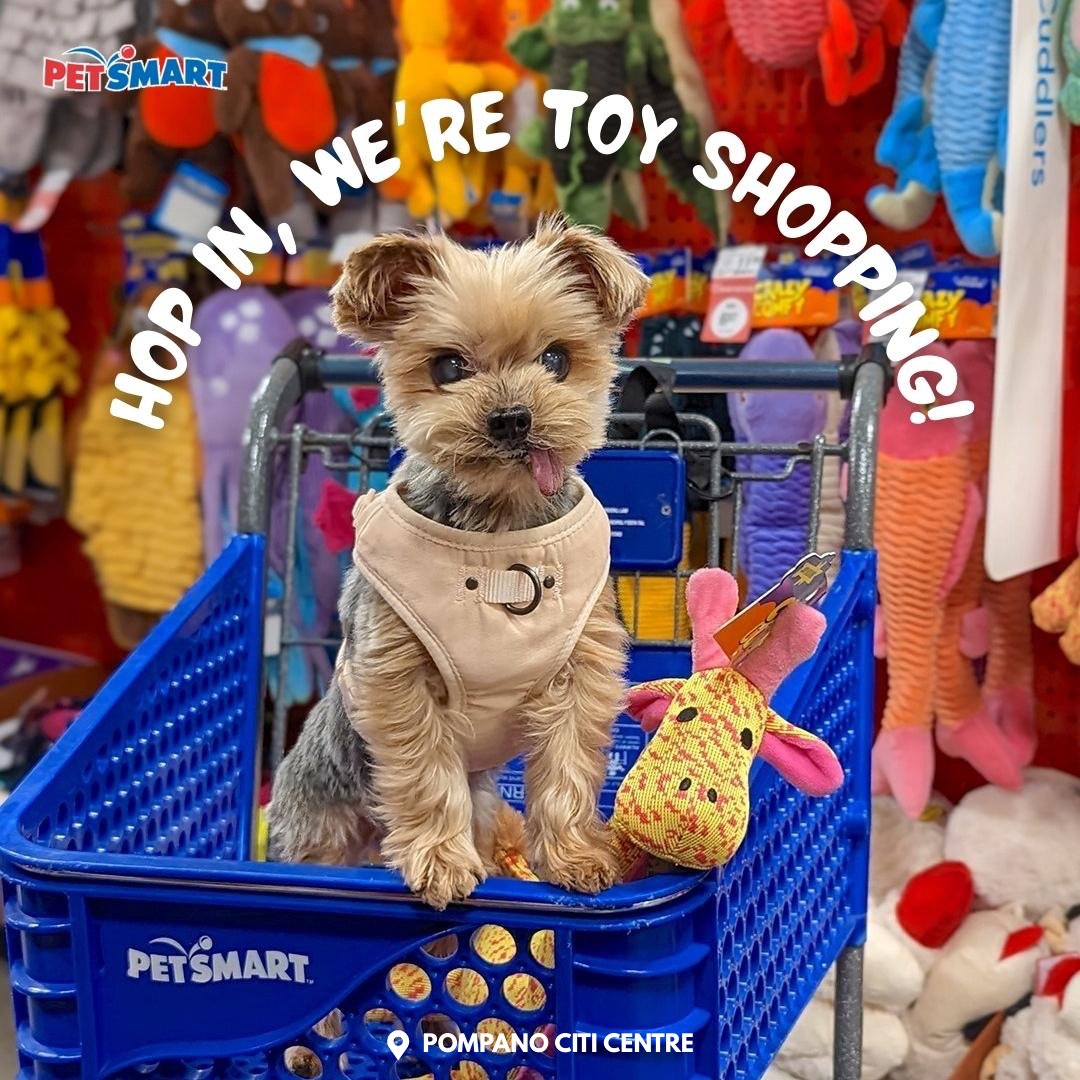 PompanoCC's tweet photo. 🐶🎄 Treat your pets to something special this holiday season at @PetSmart at Pompano Citi Centre!
#PetSmart #HolidayPets #PompanoCitiCentre https://t.co/UdzwYxgh5N