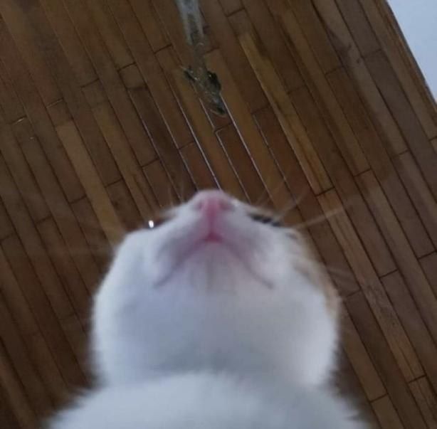 แฏ ๐ฌ๐ข๐ฌ๐ญ๐๐ซ ๐๐๐๐ซ tweet media