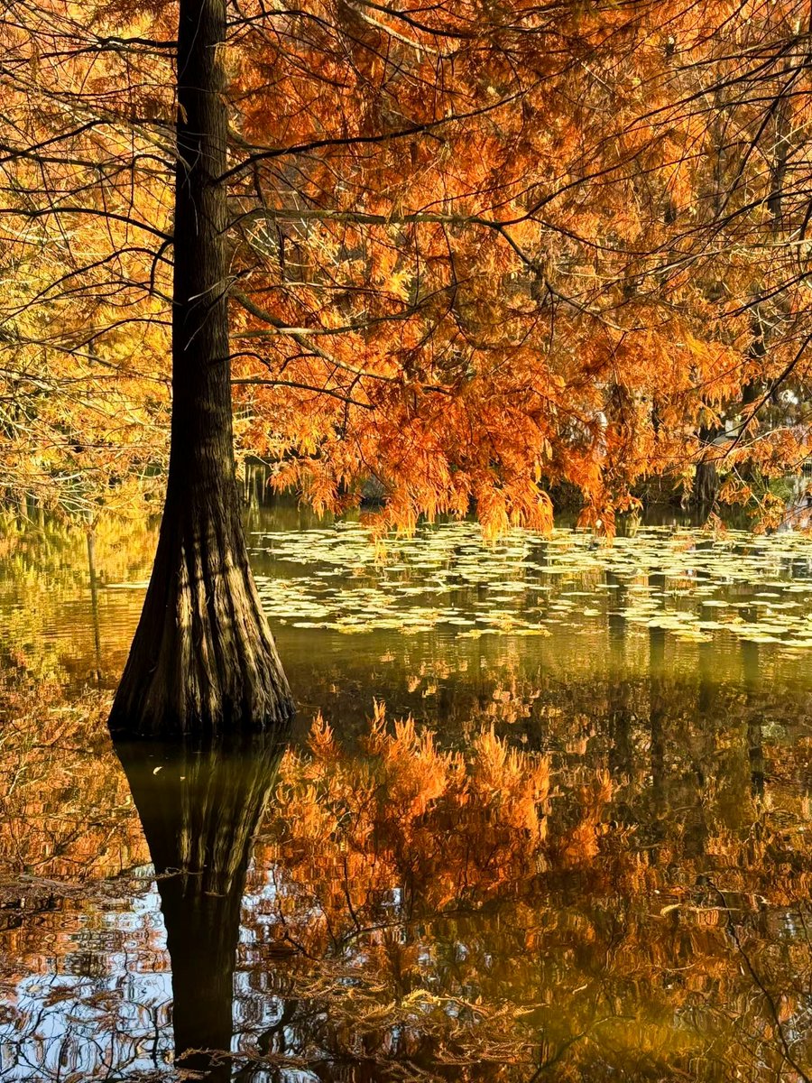 🍂秋天总是要看一次落羽杉