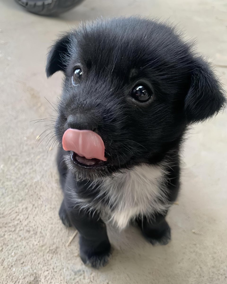 dogssaveworld's tweet image. 