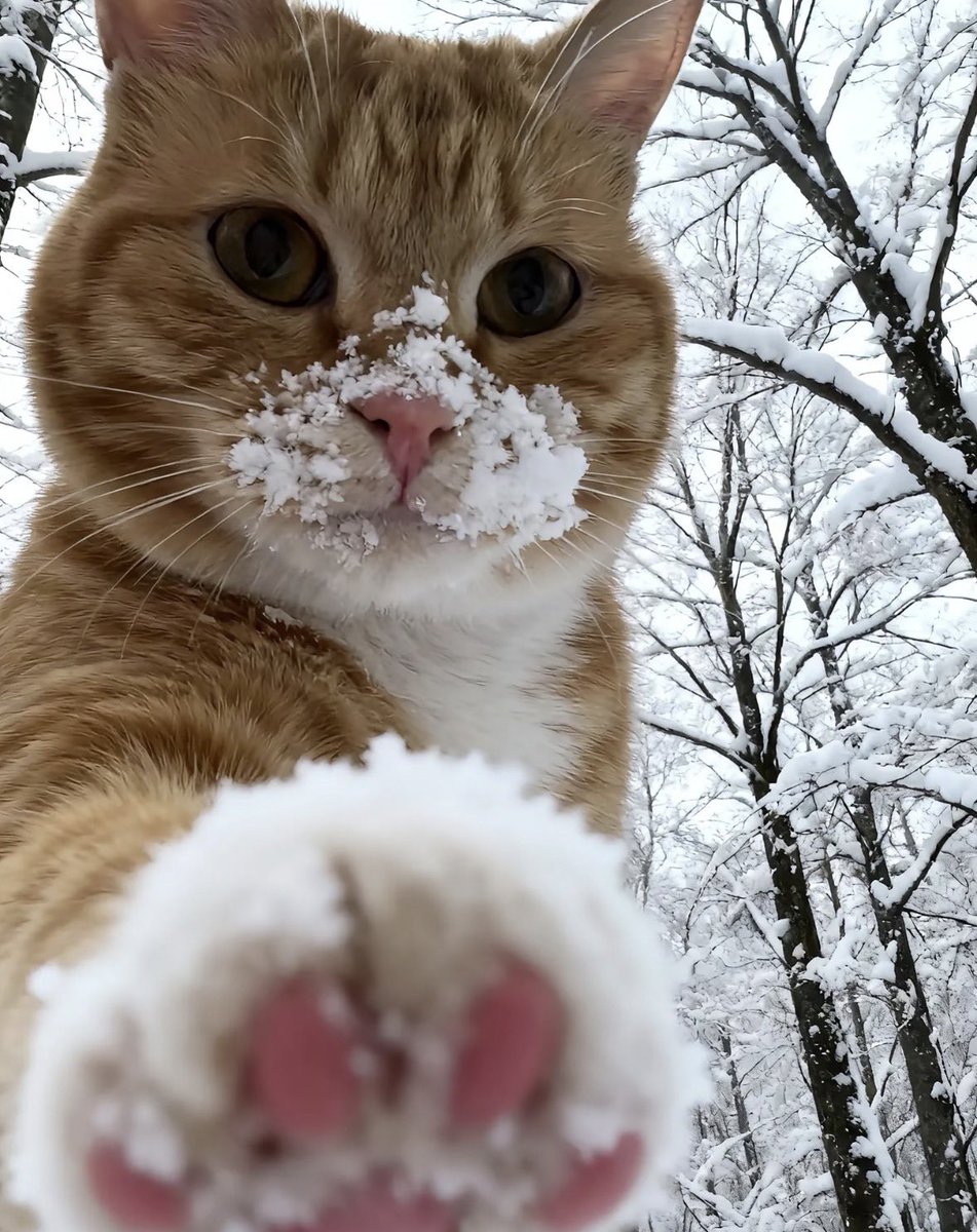 💖 (@twaniimals) on Twitter photo 