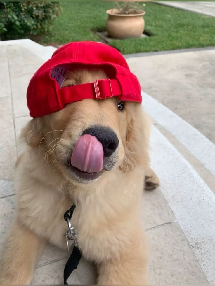 dogs so cute that could save the world (@dogssaveworld) on Twitter photo 