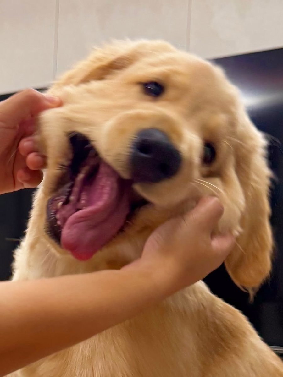 dogs so cute that could save the world (@dogssaveworld) on Twitter photo 
