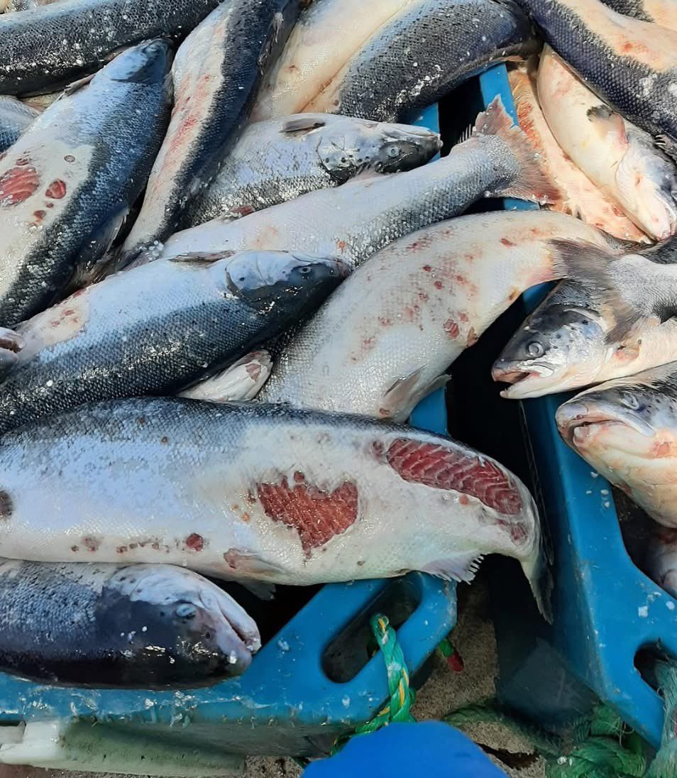 Highest ever farmed salmon mortalities in Iceland. 

“Mortalities for the 1st 10 months were higher than the entire year in 2023”

facebook.com/share/p/1BdRLo…

Salmon farming is an atrocity ☠️

<a href="/scotgov/">Scottish Government</a> <a href="/ScotGovInter/">Scottish Government International</a> <a href="/_KateForbes/">Kate Forbes MSP</a> <a href="/MairiGougeon/">Mairi Gougeon</a> <a href="/SP_RuralAffairs/">Rural Affairs and Islands Committee</a> <a href="/bjork/">björk</a> <a href="/ScotGovFairer/">Scot Gov Fairer</a>