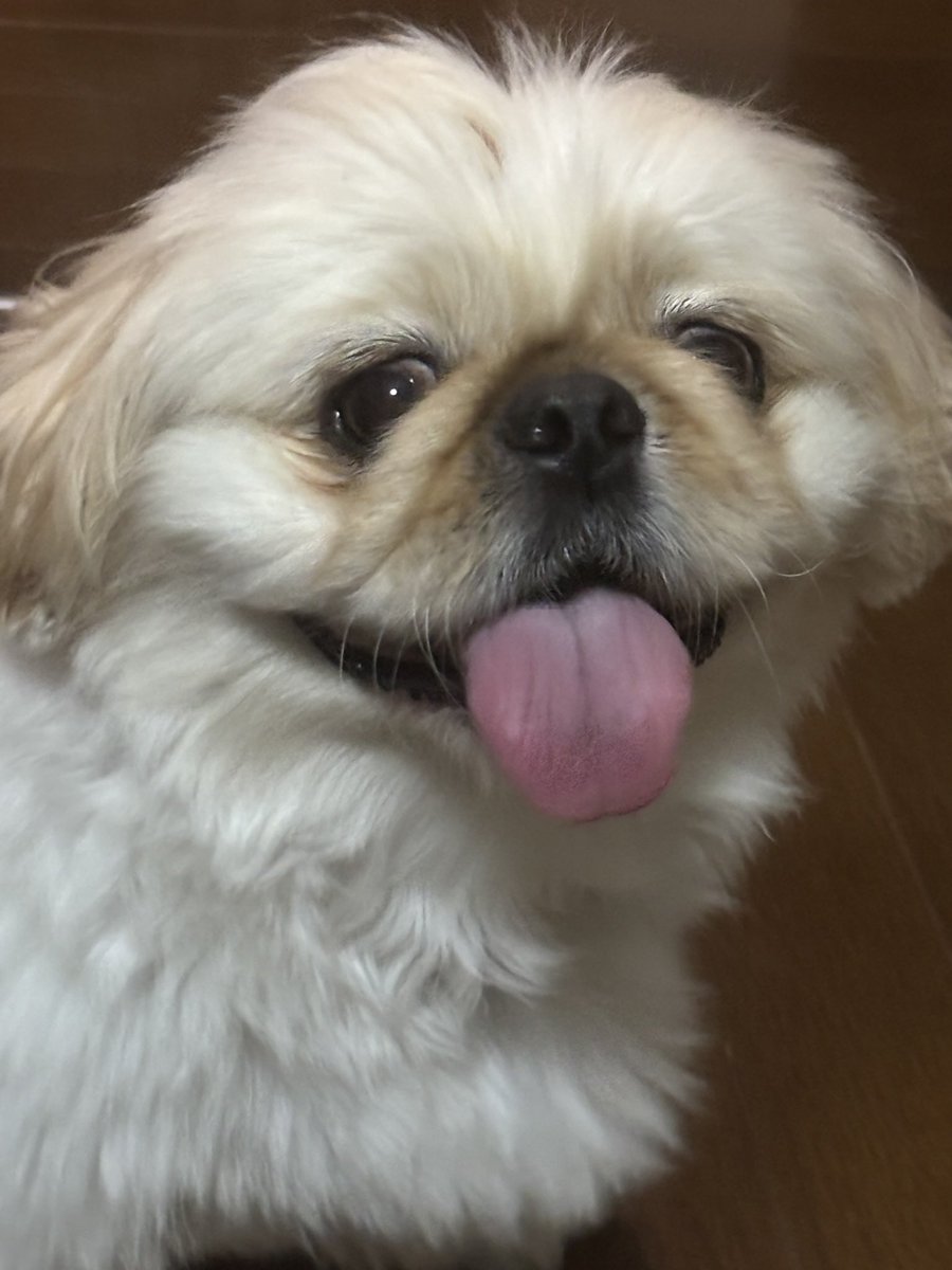 陣中 さんからいただいた
わんちゃん用のおやつです！🐶
ありがとうございます😆🌟

牛タンのおやつすごい！
美味しそうに食べてるちゃちゃまるをみて私も食べたくなる🤣
ちゃちゃまるが食べ終わった後にもう食べちゃったって顔をするのも可愛くて🥰
とっても美味しいみたいです！

 #ちゃる #歌い手