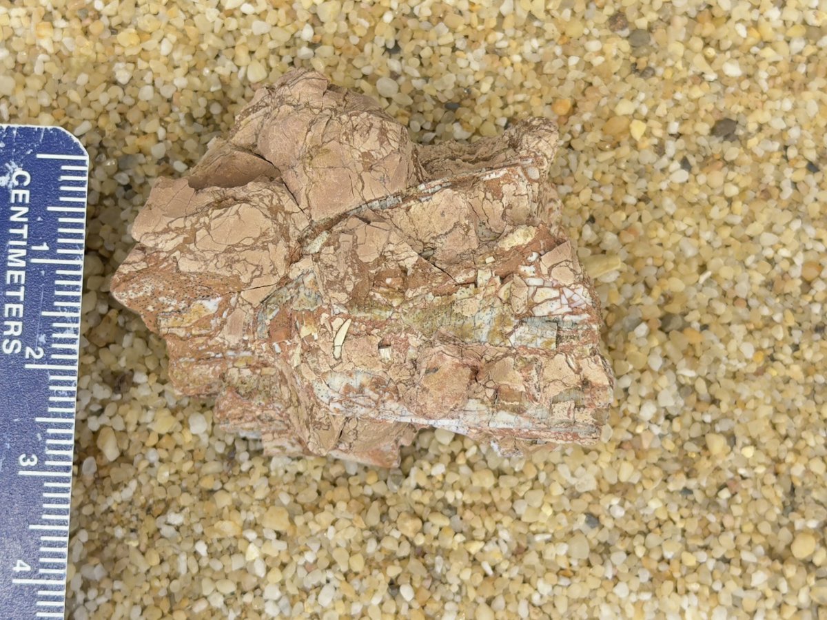 Podokesaurus Project tweet media