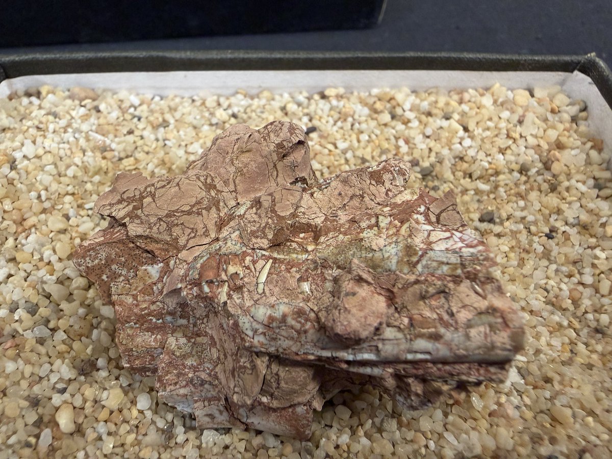 Podokesaurus Project tweet media