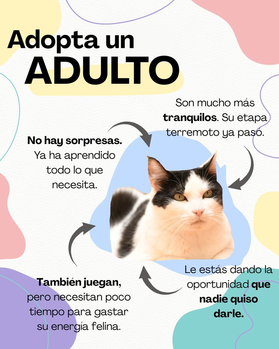 Adoptar un gato adulto es regalar amor del bueno.
Son tranquilos, agradecidos y su cariño es puro. 🐾