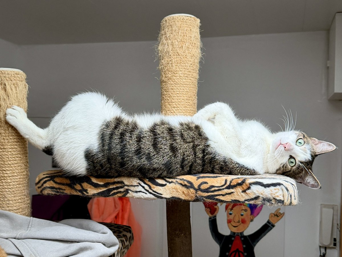 Titanic 2.0 - neu verfilmt. Hauptrolle: Fritte von den #Nordstadtkatzen
Leckerlies voraus!! Kapitän Fritte sagt Ahoi!
Und guck, wenn man sich so hin legt, haben zwei Platz. Sowohl auf der Kratzbaum-Plattform, als auch auf der Tür. Jack hätte also gar nicht untergehen müssen.