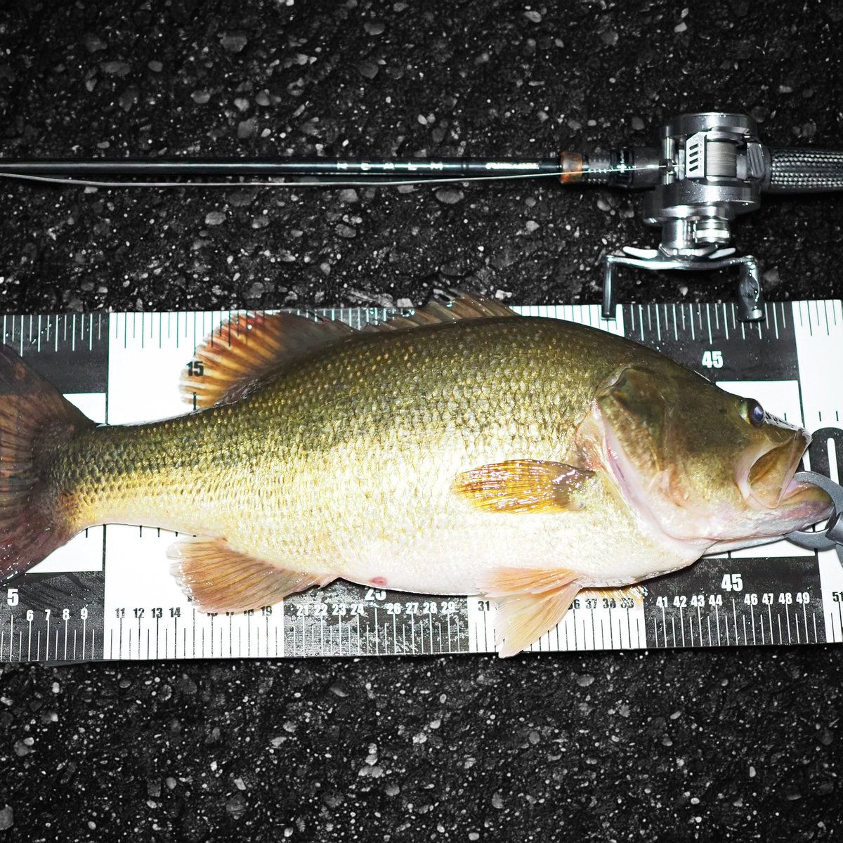 スピナーベイト