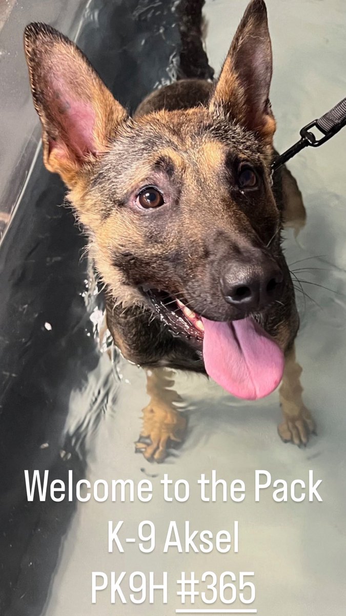 K9 まとめ DTD-L-PHLDOGS-1228-05.jpg?w=640