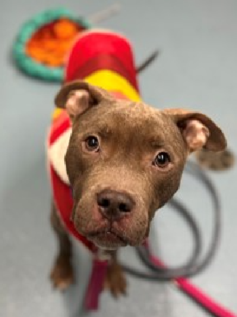 NMBewitched's tweet photo. Pablo is waiting for you

#AdoptMe 
#HomeForChristmas https://t.co/q0jNaSlqcp