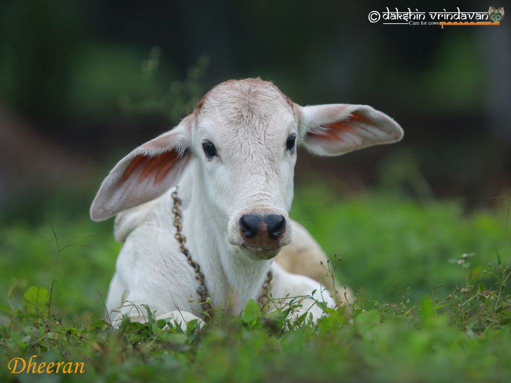 NEW ADMISSION – DHEERAN 
 Please Share &amp; Help Us Save Lives
Please welcome Dheeran 

Some stories begin with pain before they find light —
Dheeran’s journey is one such miracle.