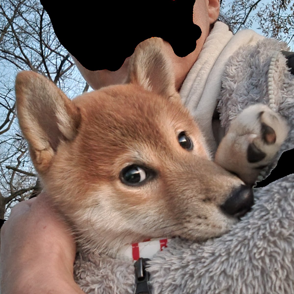 ティン柴 柴のティーさん (@kuu_tee_shiba) / Posts / X