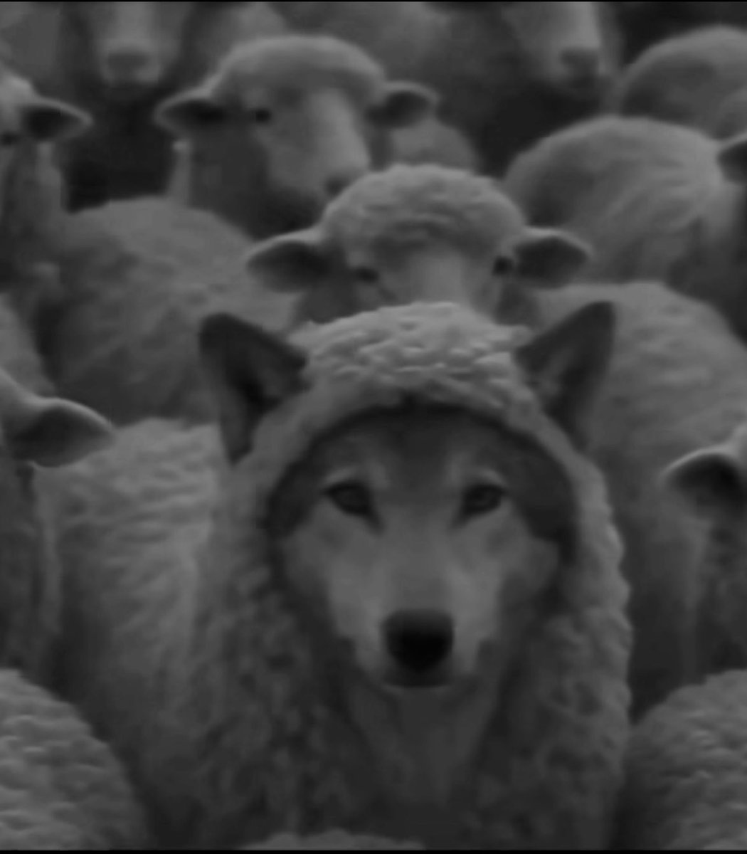 raviwarring's tweet photo. just in the pack, not part of it. https://t.co/JMNy0r0QeL