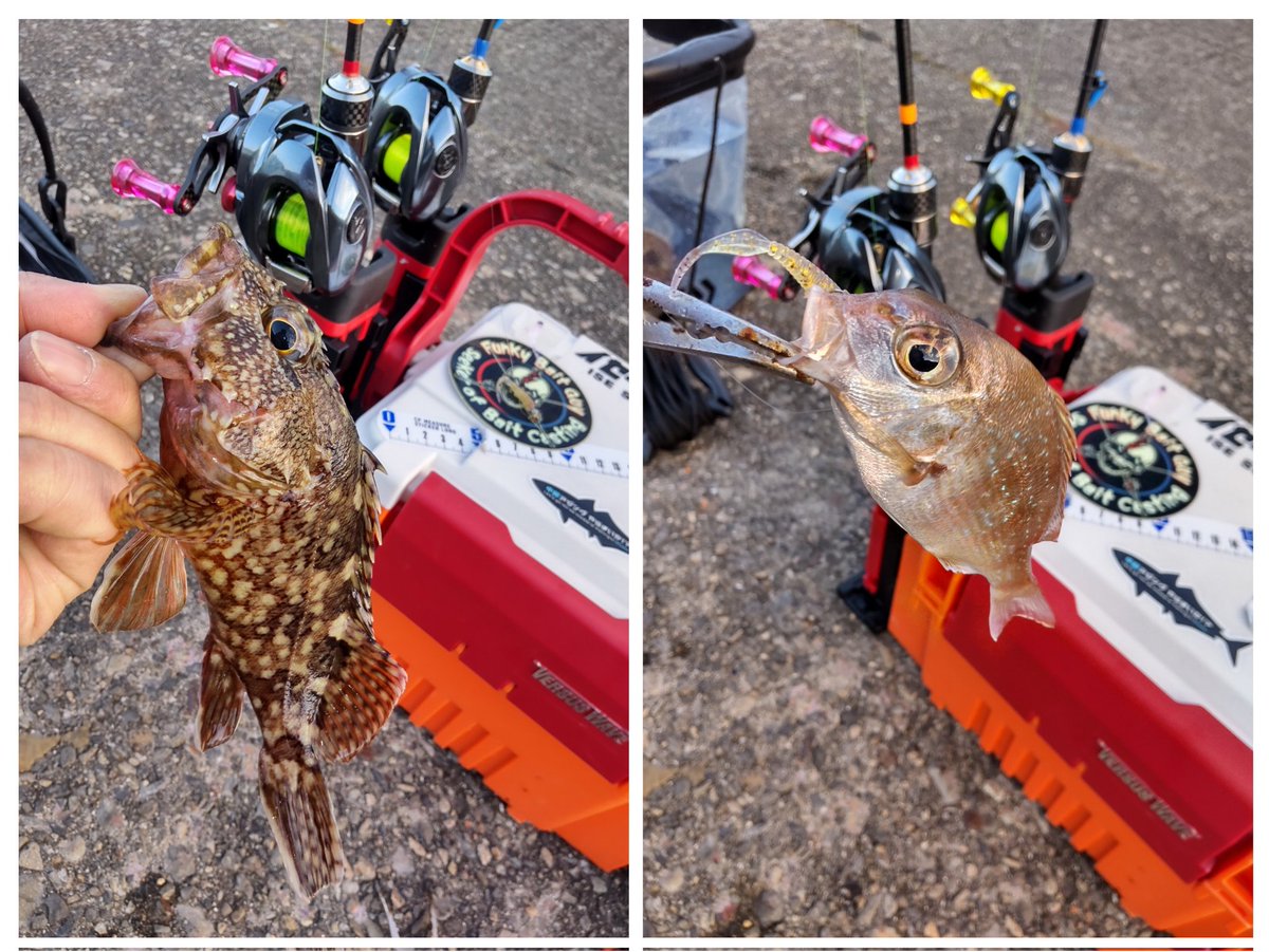 hanimal46's tweet image. 何だかんだといろいろ釣れて本命のオミヤ分も確保して…

撤収ー！

#南方作戦
#お二人様
#釣れたら何でも楽しい