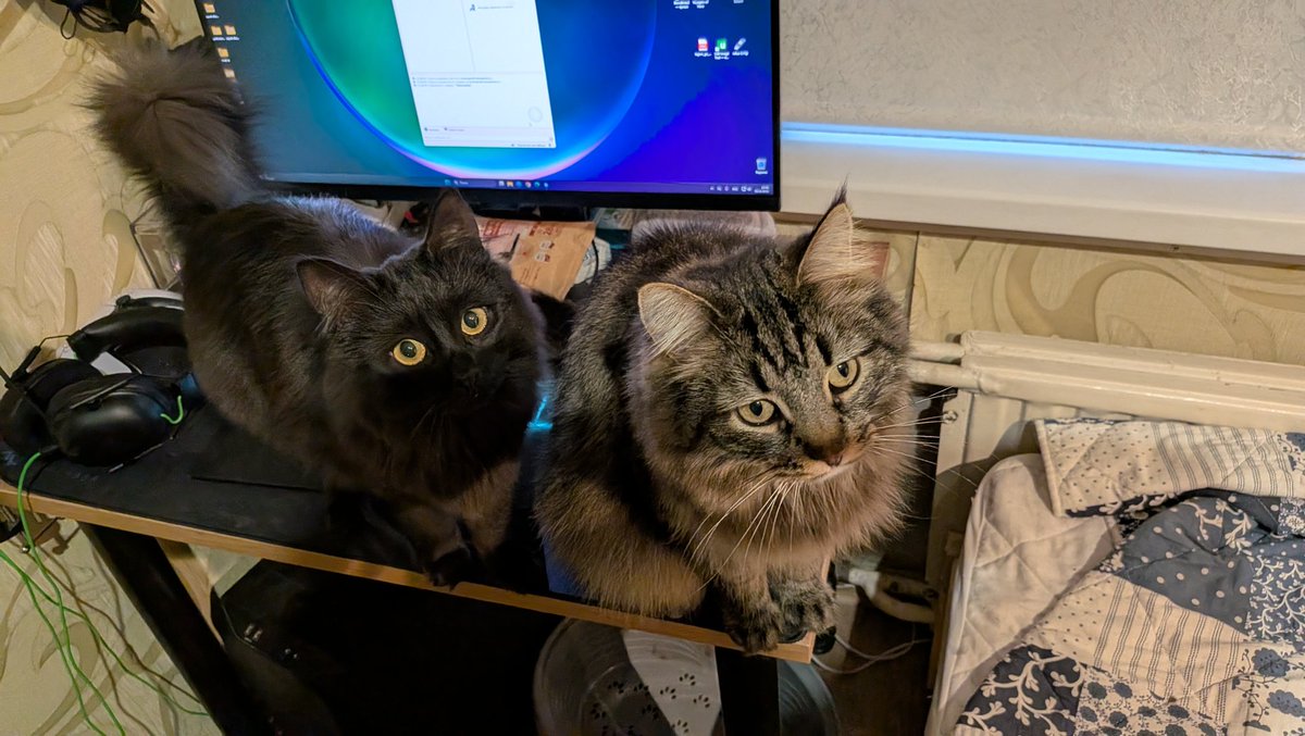 Половинка луны, меховые сыны tweet media