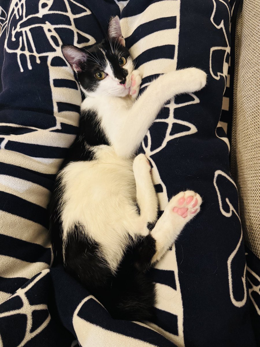 冬になると猫が寄ってくる季節。
寒いから来てるだけってわかってるのに、かわいくてたまらん
それ以外に言葉がない
かんわいいい