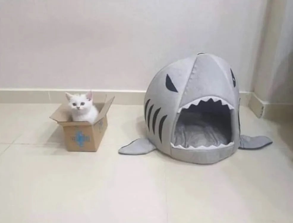 고양이는 왜 이럴까 tweet media