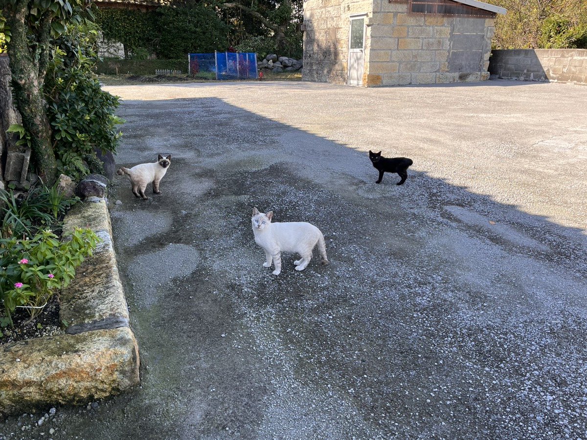 CONCATENATEX's tweet photo. 実家行ったら、猫大集合！ https://t.co/dC0pLWUO9t