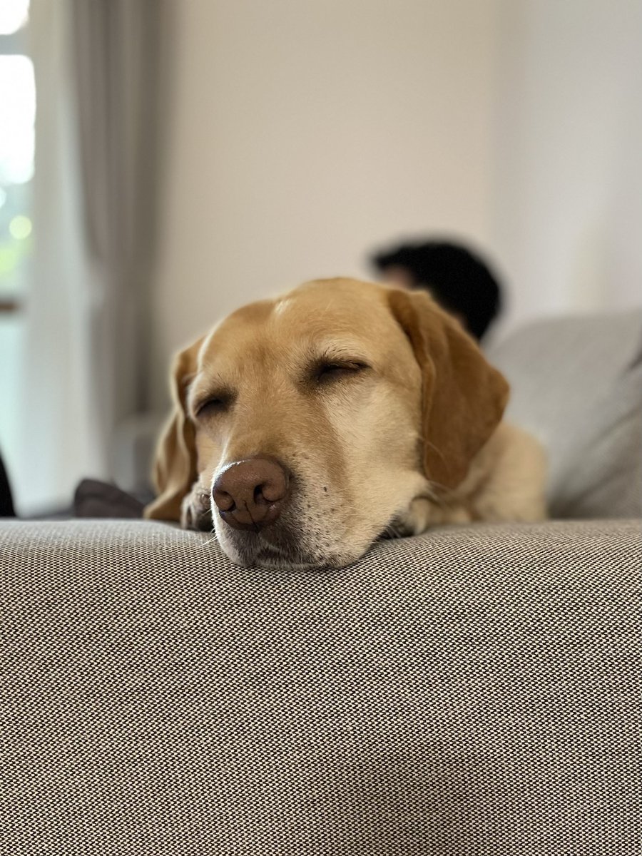 ラブラドール桃花🍑 (@happymomoka1110) / Posts / X