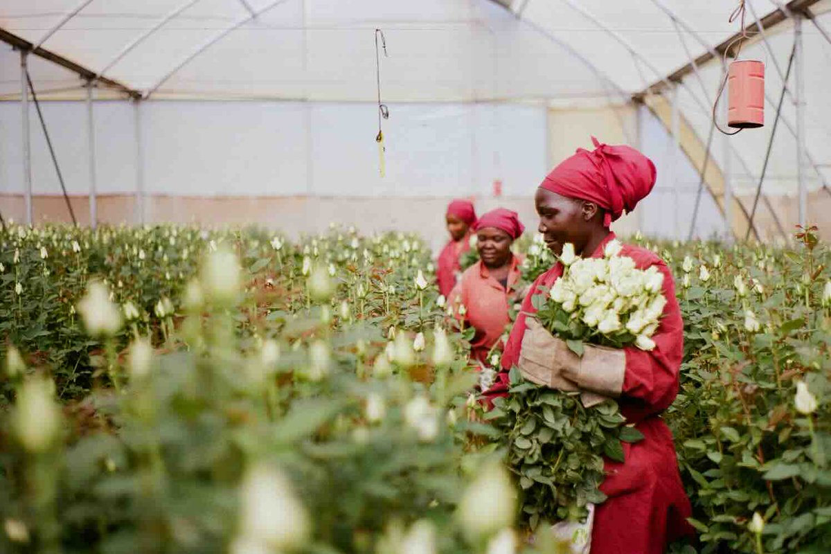 Als B Corp en koploper in de bloemenindustrie geeft <a href="/BloomonNL/">bloomon</a>  al jaren het goede voorbeeld. Met een gedurfde visie en transparante aanpak deelt het bedrijf haar duurzaamheidsreis.

Lees verder op #GroenVandaag.

#duurzaamheid #planeet

groenvandaag.nl/met-oog-voor-m…