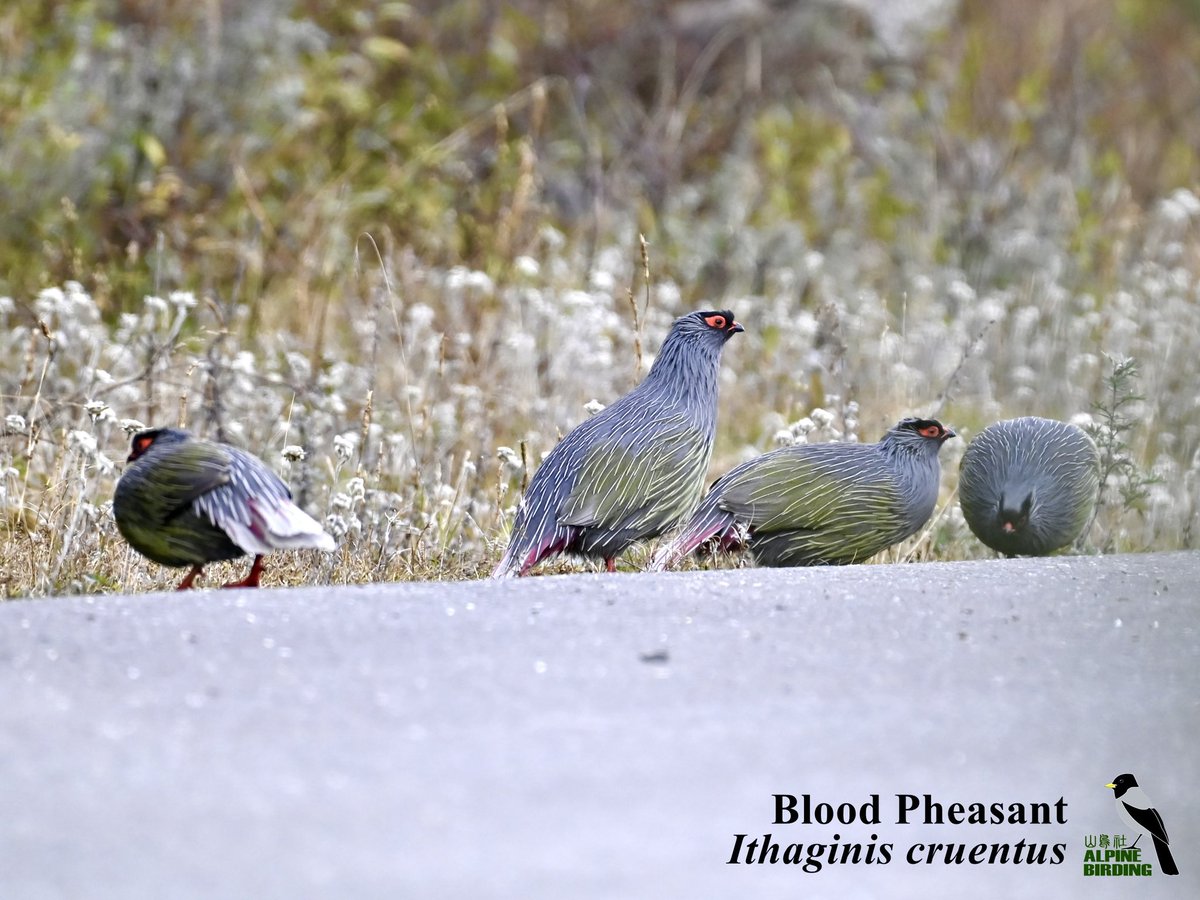 Blood Pheasant (Ithaginis cruentus)
血雉
A chunky partridge like pheasant of montane scrub. Male is silvery gray with extensive pale streaking all over the body and crimson-tinged face, tail, leg.

 #BirdTwitter #BirdPhotography #BirdLovers #birder  #birding #birdwatching