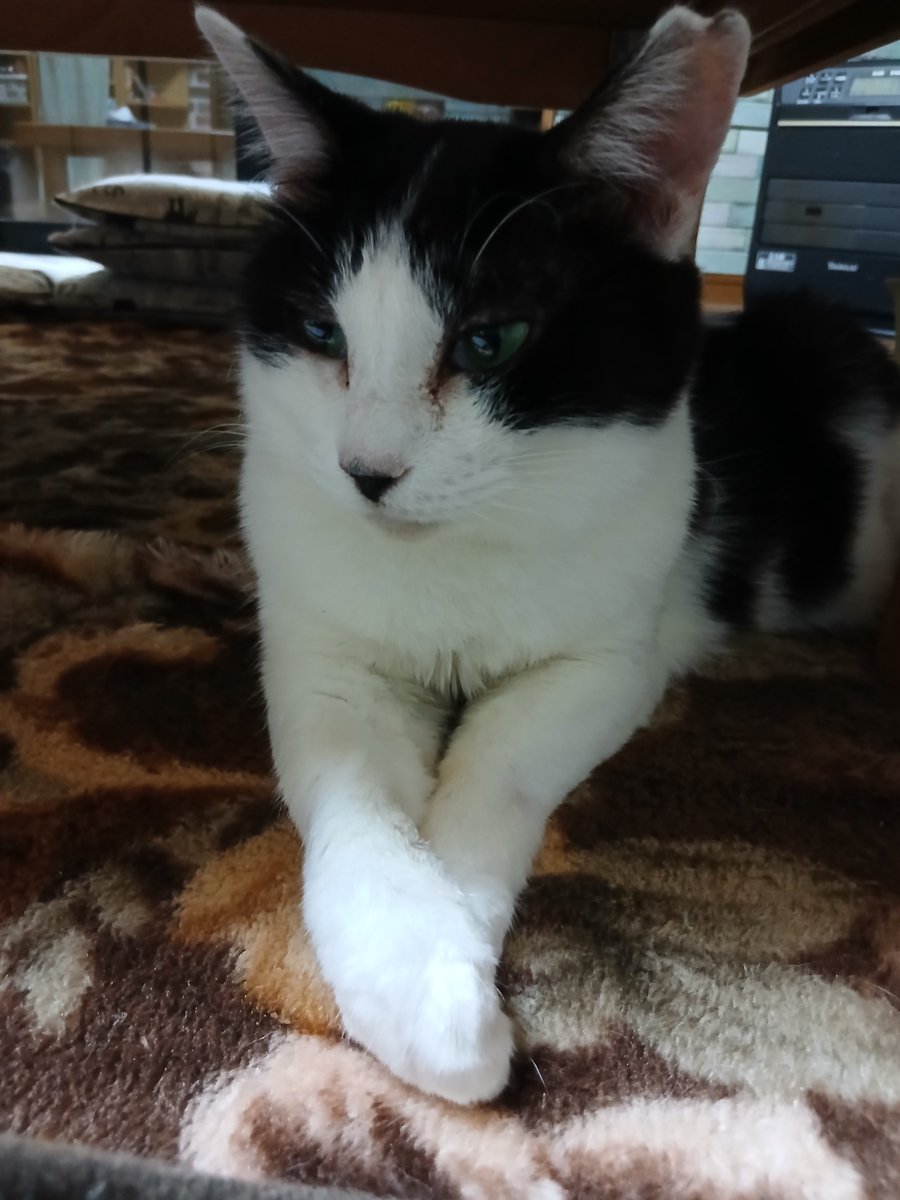 お疲れ様でした✨🍻🎶 ゆっくりおやすみなさいニャ また明日(+.+