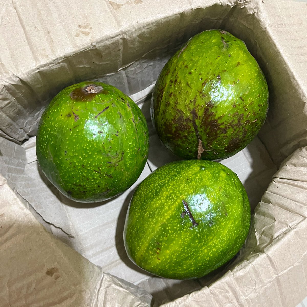 trustmee_'s tweet image. IN SUHAY SALIM WE TRUST🫶

You guys please mark her shop!! the avocados they send are never a flop